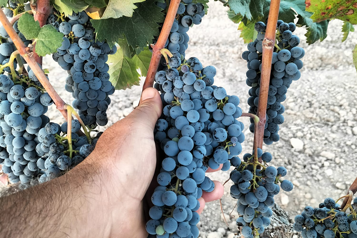 Foto: Bodegas Bocopa.