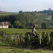 Domaine_Pascal_Jolivet_dans_l’AOC_sancerre