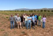 La DOP Alicante investiga las mejores monastrelles en un proyecto único de selección clonal