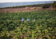 Viña de Eufemia, la nueva bodega que quiere dar valor a Utiel-Requena desde la permacultura