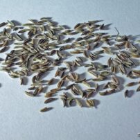 Alcaravea1